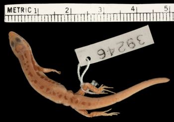 Media type: image;   Herpetology R-39246